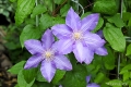 Clematis "Vyvyan Pennell"
