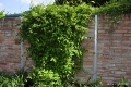 Cytryniec_chinski_na_stalowej_kratce-zielony_front.jpg