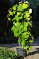 Winorośl amurska - Vitis amurensis na kolumnie 180 cm